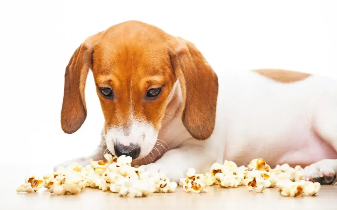 Czy pies może jeść popcorn? Poznaj bezpieczne zasady karmienia pupila