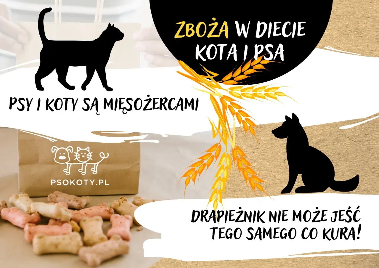 Czy koty mogą jeść zboża? Fakty, które mogą Cię zaskoczyć