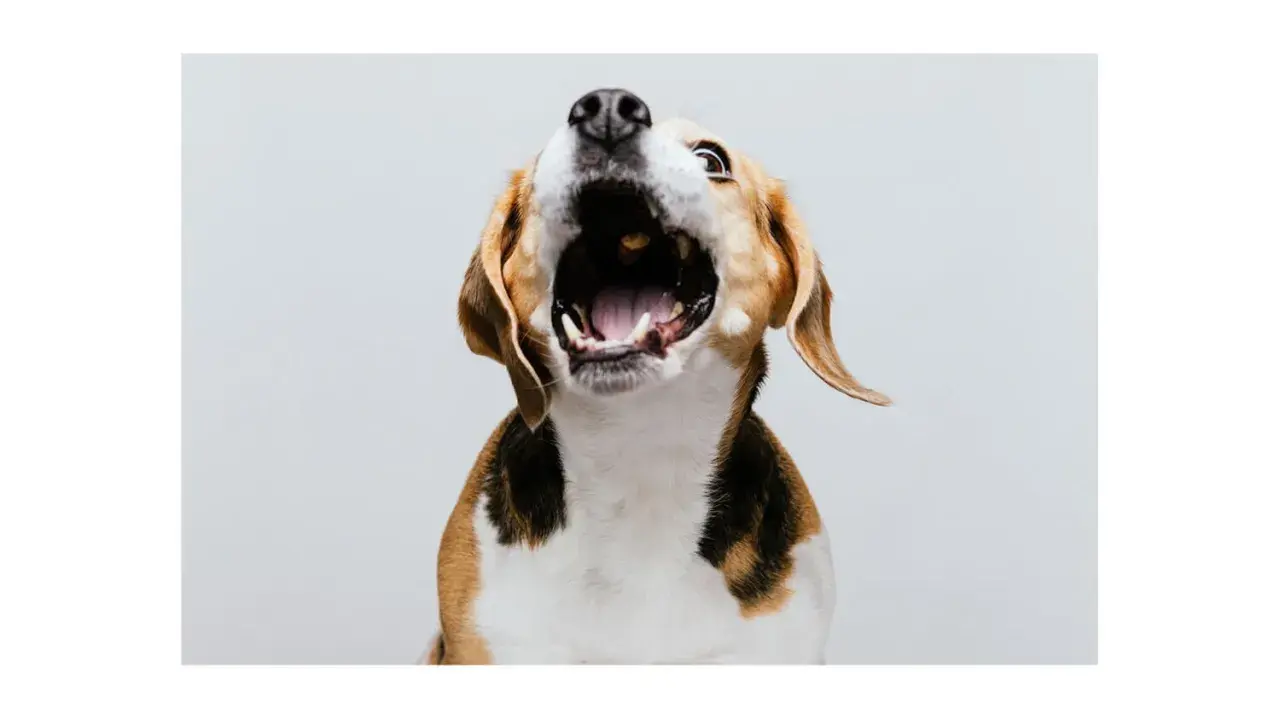Pies beagle z otwartym pyskiem, jakby krzyczał. Może to sygnał, że czas nauczyć go, jak oduczyć psa szczekania.
