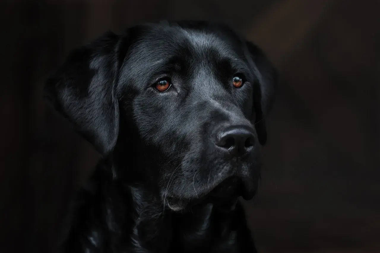Smutne oczy czarnego labradora, który powoli odchodzi. Widać jego cierpienie, jak umiera pies chory na serce.