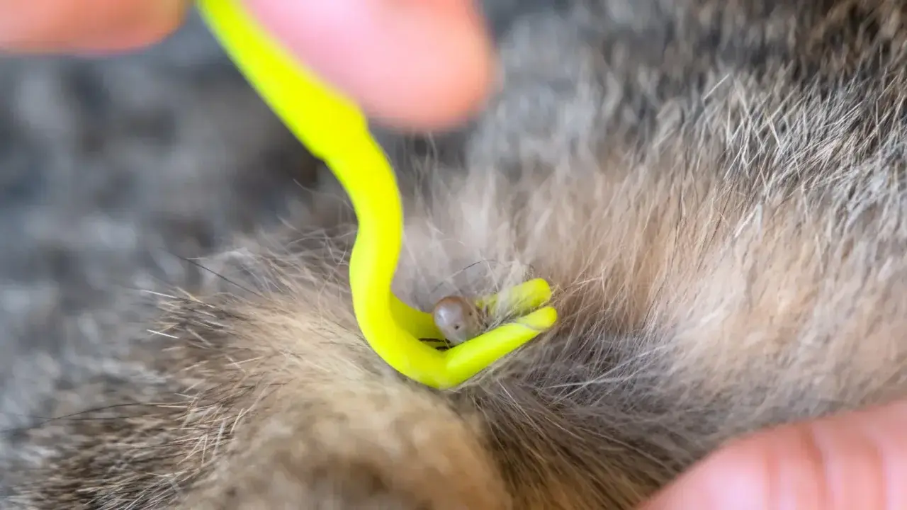 Usuwanie kleszczy u kota za pomocą specjalnego haczyka. Kleszcz jest widoczny na sierści zwierzęcia.