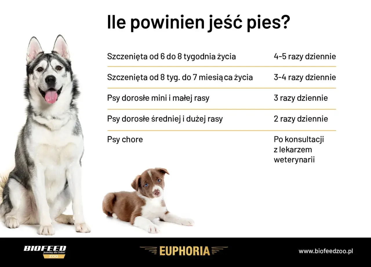 Ile razy dziennie powinien jeść pies? Tabela podpowiada: szczenięta 4-5 razy, dorosłe psy 2-3 razy, chore po konsultacji z weterynarzem.