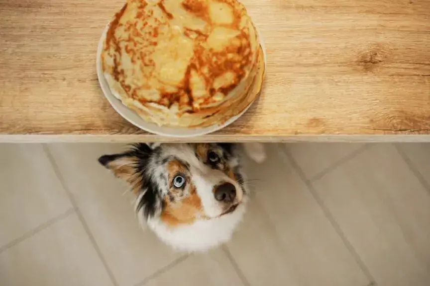 Czy pies może jeść naleśniki i co warto wiedzieć o ich podawaniu?