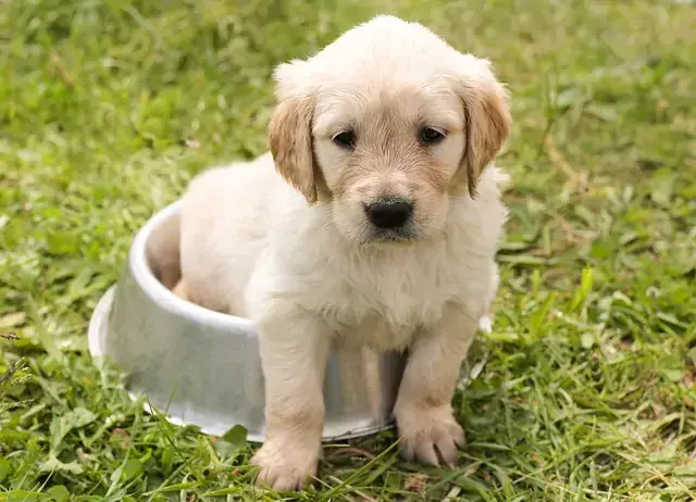 Ile waży szczeniak golden retriever? Poznaj kluczowe informacje o wzroście