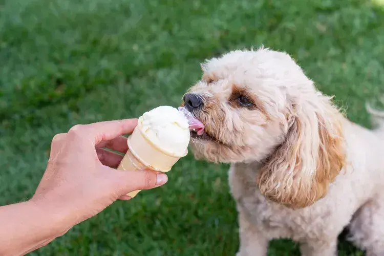 Czy pies może jeść lody? Dowiedz się, co jest bezpieczne dla pupila