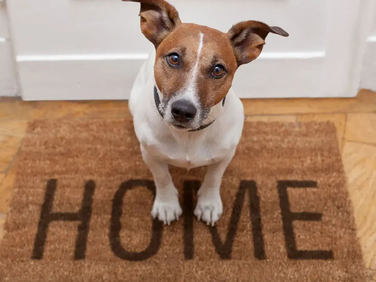 Mały piesek czeka przy drzwiach na swoją rodzinę zastępczą. Na wycieraczce napis "HOME".