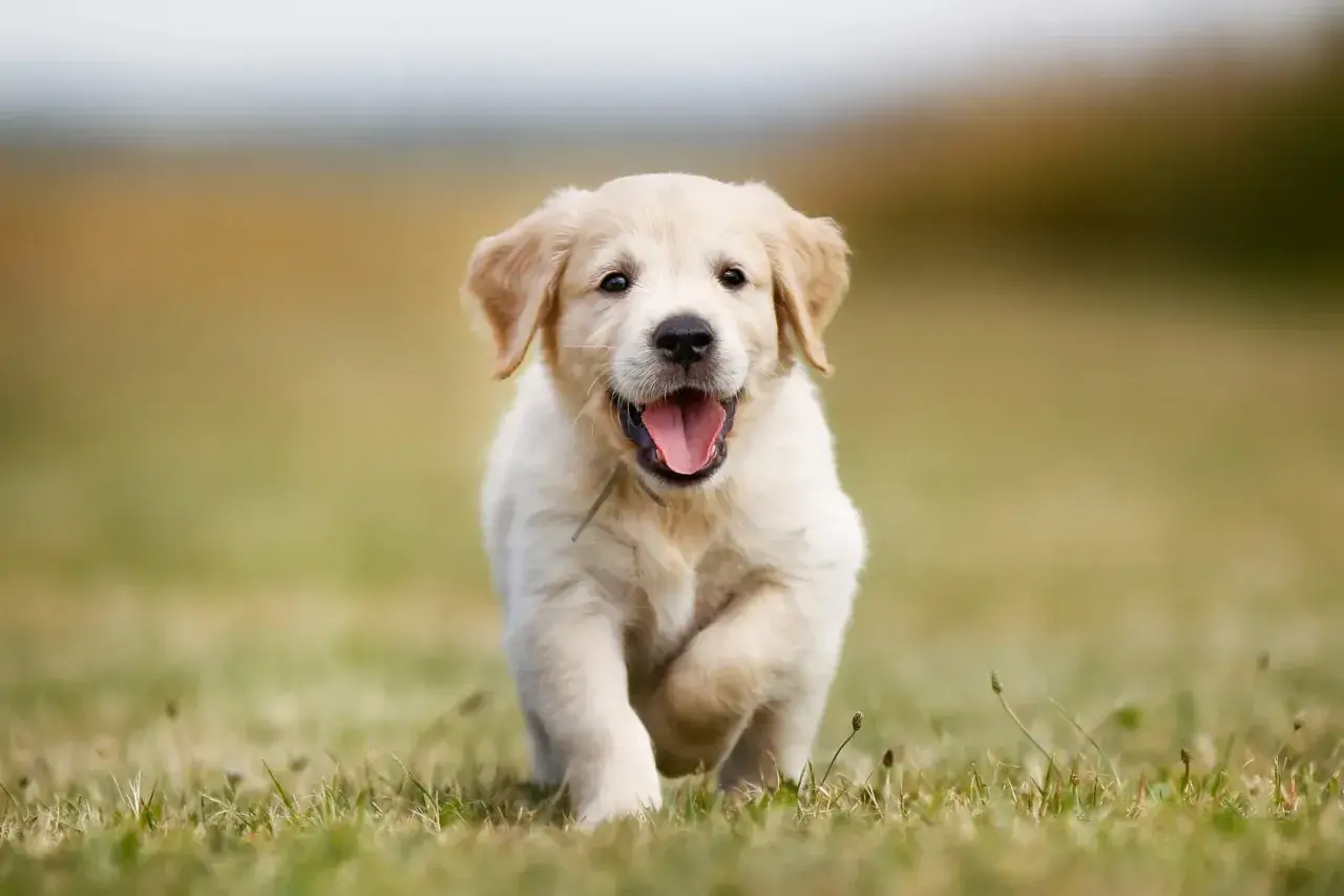 Radosny szczeniak golden retriever miniaturka biegnie przez trawę, merdając ogonkiem.