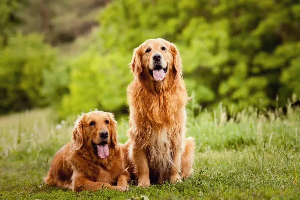 Kiedy rośnie sierść golden retrievera? Kluczowe informacje dla właścicieli