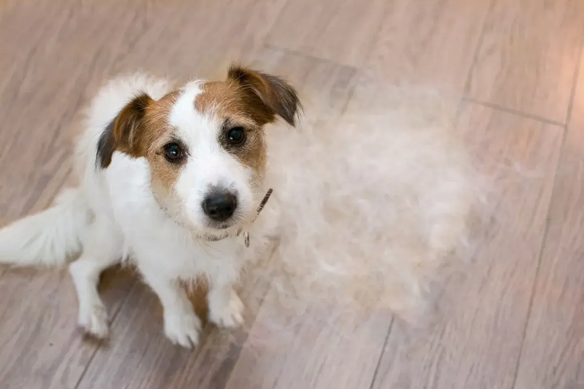 Jack Russell Terrier siedzi na drewnianej podłodze, obok niego kłębek sierści. Czy to początek łysienia u psa?