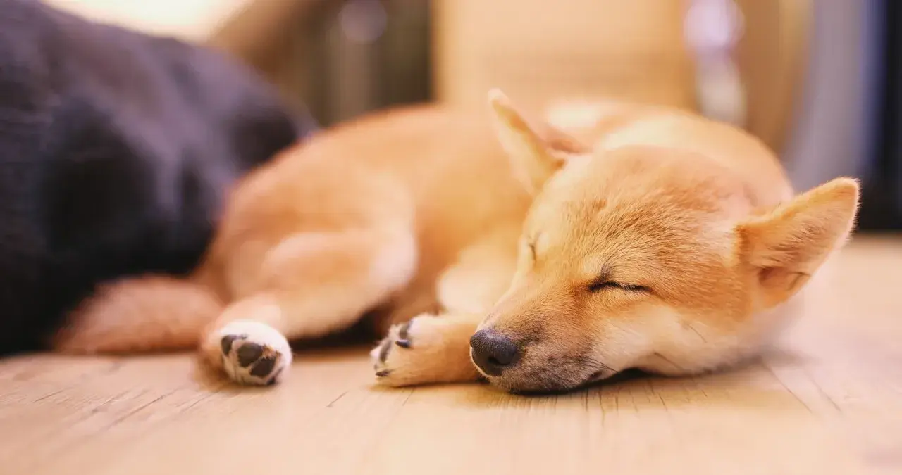 Śpiący szczeniak Shiba Inu, może właśnie śni o tym, dlaczego pies chrapie.