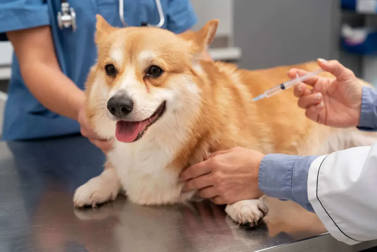Weterynarz podaje zastrzyk corgi. Nawet jeśli szczepienie psa po terminie, lepiej to zrobić niż ryzykować.