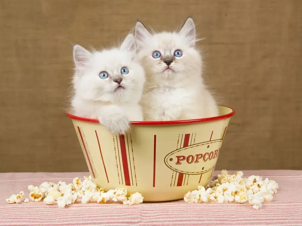 Czy koty mogą jeść popcorn? Zaskakujące fakty o bezpieczeństwie przekąski