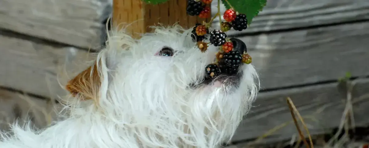 Czy pies może jeść jeżyny? Sprawdź, co musisz wiedzieć o ich diecie