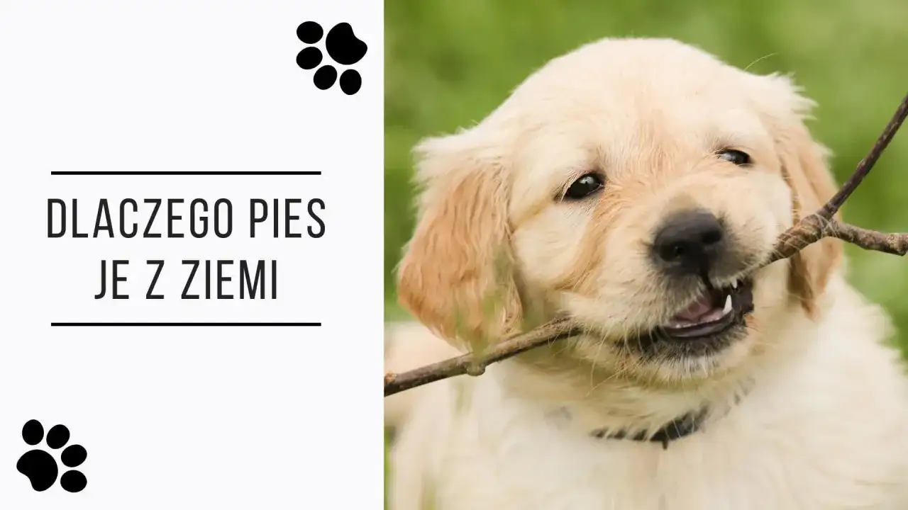 Uroczy szczeniak golden retriever gryzie patyk. Tekst pyta: "Dlaczego pies je z ziemi?".
