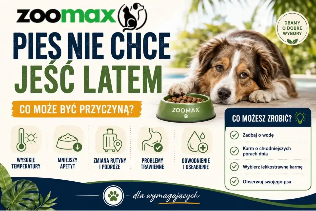Pies nie chce jeść latem? Wysokie temperatury, mniejszy apetyt, problemy trawienne to możliwe przyczyny. Zadbaj o wodę i lekkostrawną karmę.