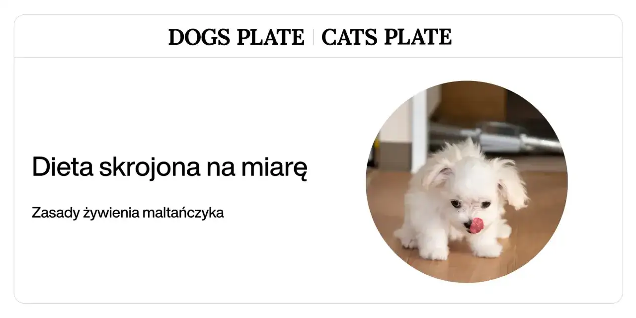 Uroczy maltańczyk z języczkiem na wierzchu. Dowiedz się, co może jeść maltańczyk oprócz karmy, aby jego dieta była zbilansowana.