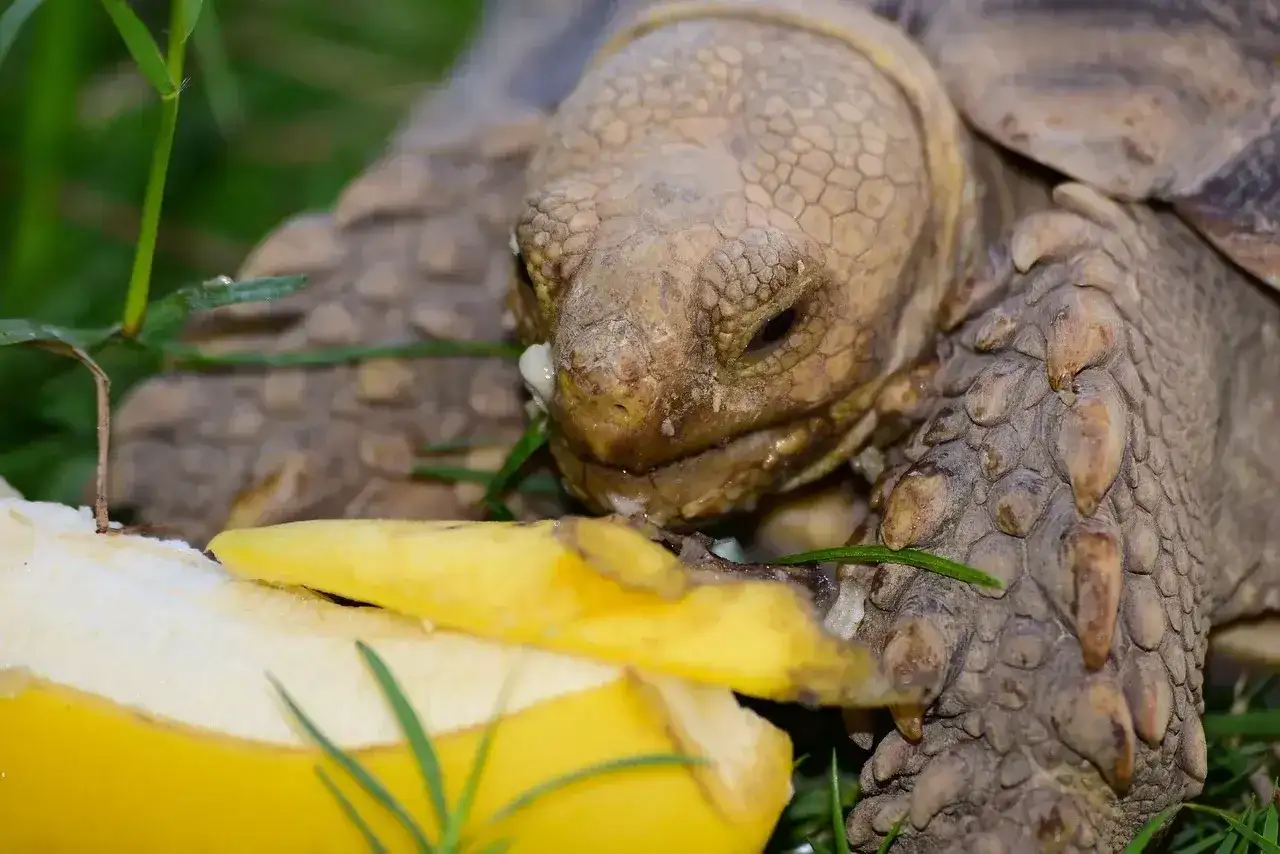 Żółw wodno-lądowy zajada się bananem, co jedzą żółwie wodno lądowe.