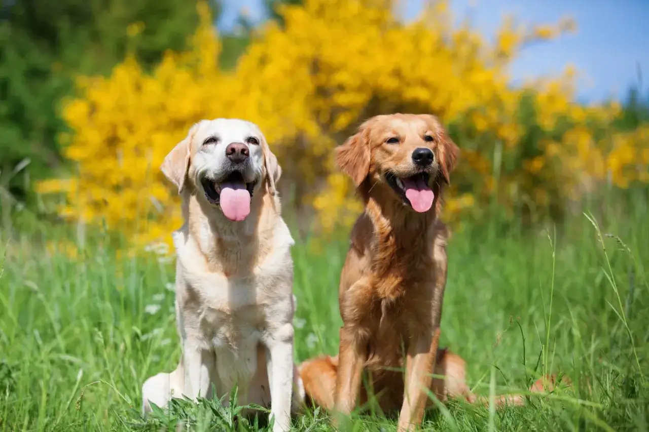 Uśmiechnięty labrador i golden siedzą w trawie na tle kwitnących krzewów.