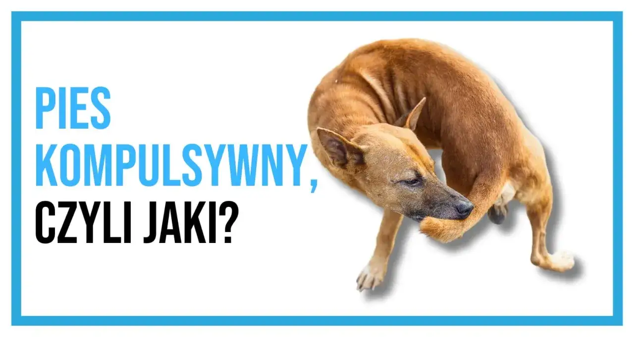 Pies kompulsywny, czyli jaki? Brązowy pies gryzie sobie łapę, co może być objawem ocd u psa.