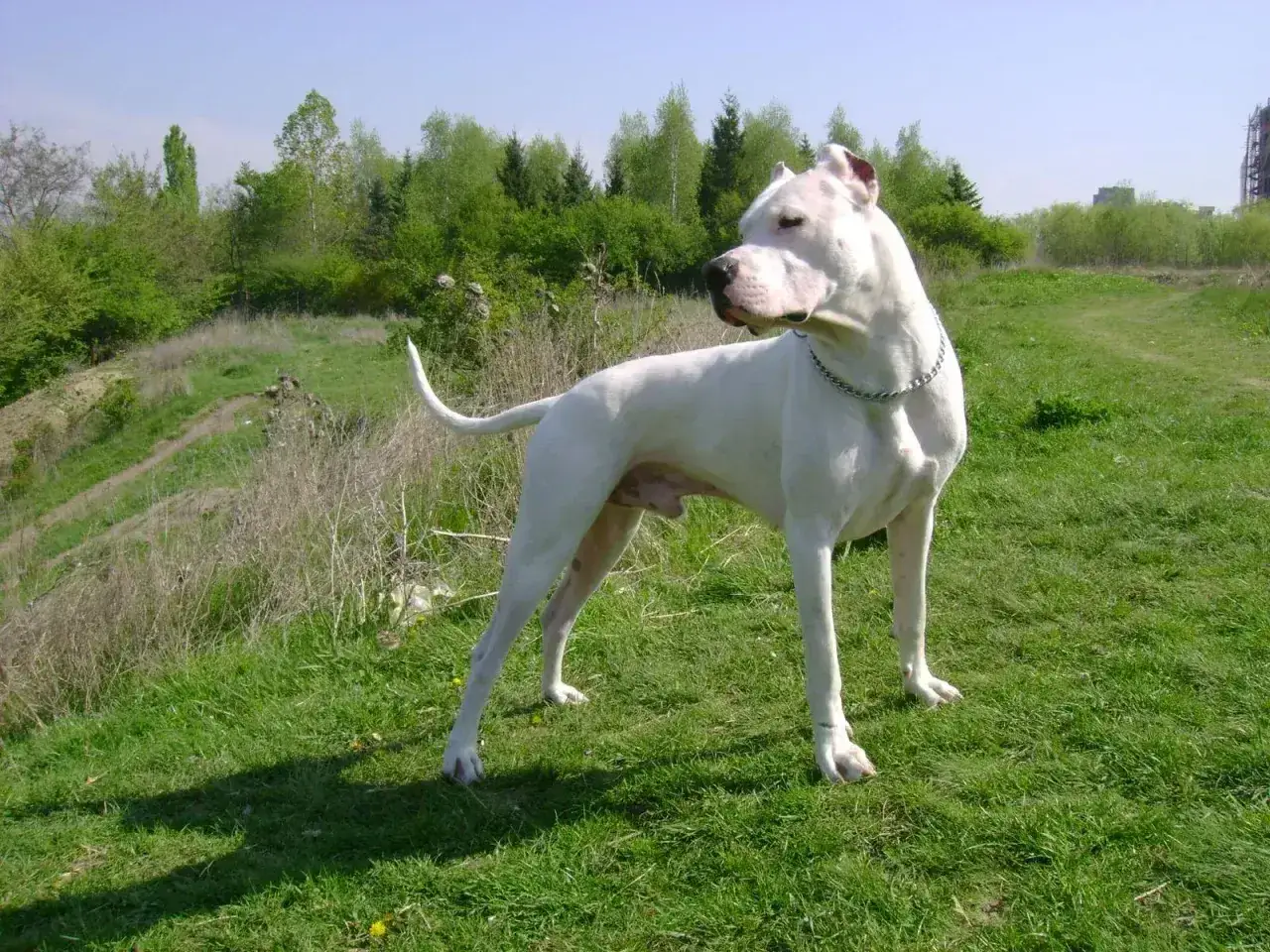 Piękny dogo argentyński stoi na zielonej łące, w tle drzewa i niebo.
