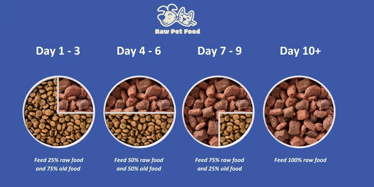Przejście na dietę BARF: od 25% do 100% surowego jedzenia dla psa w ciągu 10 dni.