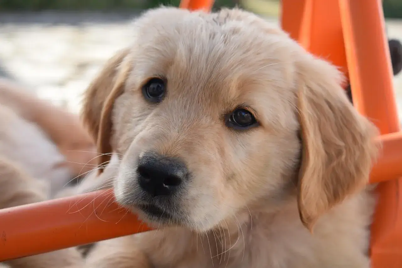 Zdjęcie Kiedy rośnie sierść golden retrievera? Kluczowe informacje dla właścicieli