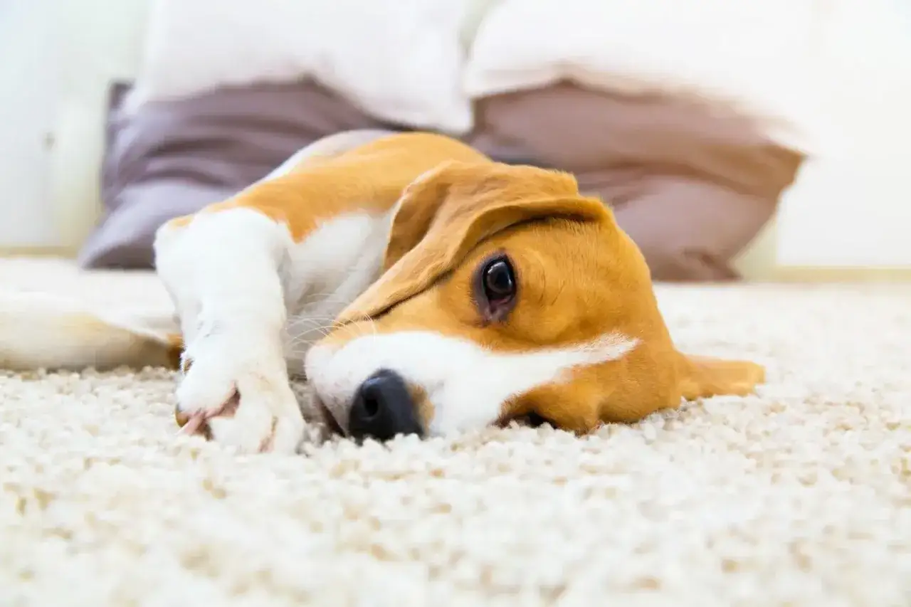 Słodki beagle odpoczywa na dywanie. Pamiętaj, że ksylitol dla psa jest toksyczny!