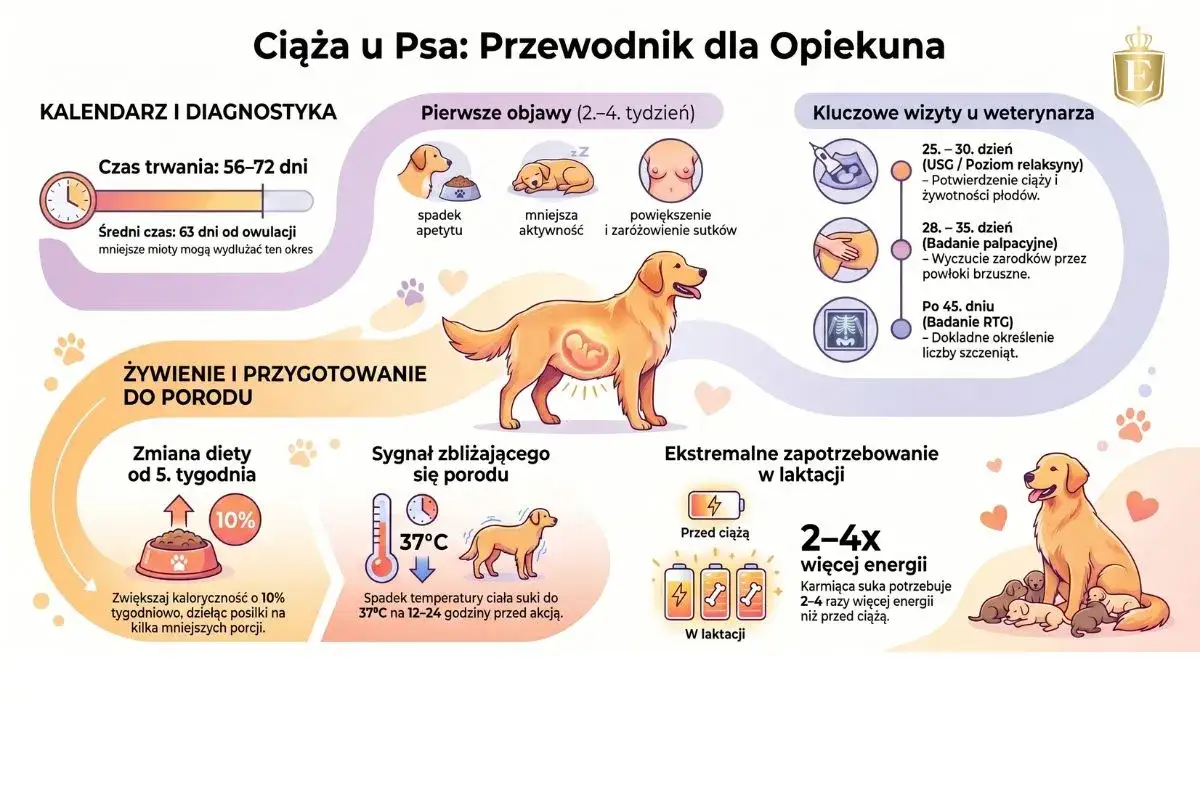 Ilustracja przedstawia ciążę u psa, jej objawy, kalendarz wizyt weterynaryjnych, żywienie i przygotowanie do porodu, a także potrzeby suki w laktacji.