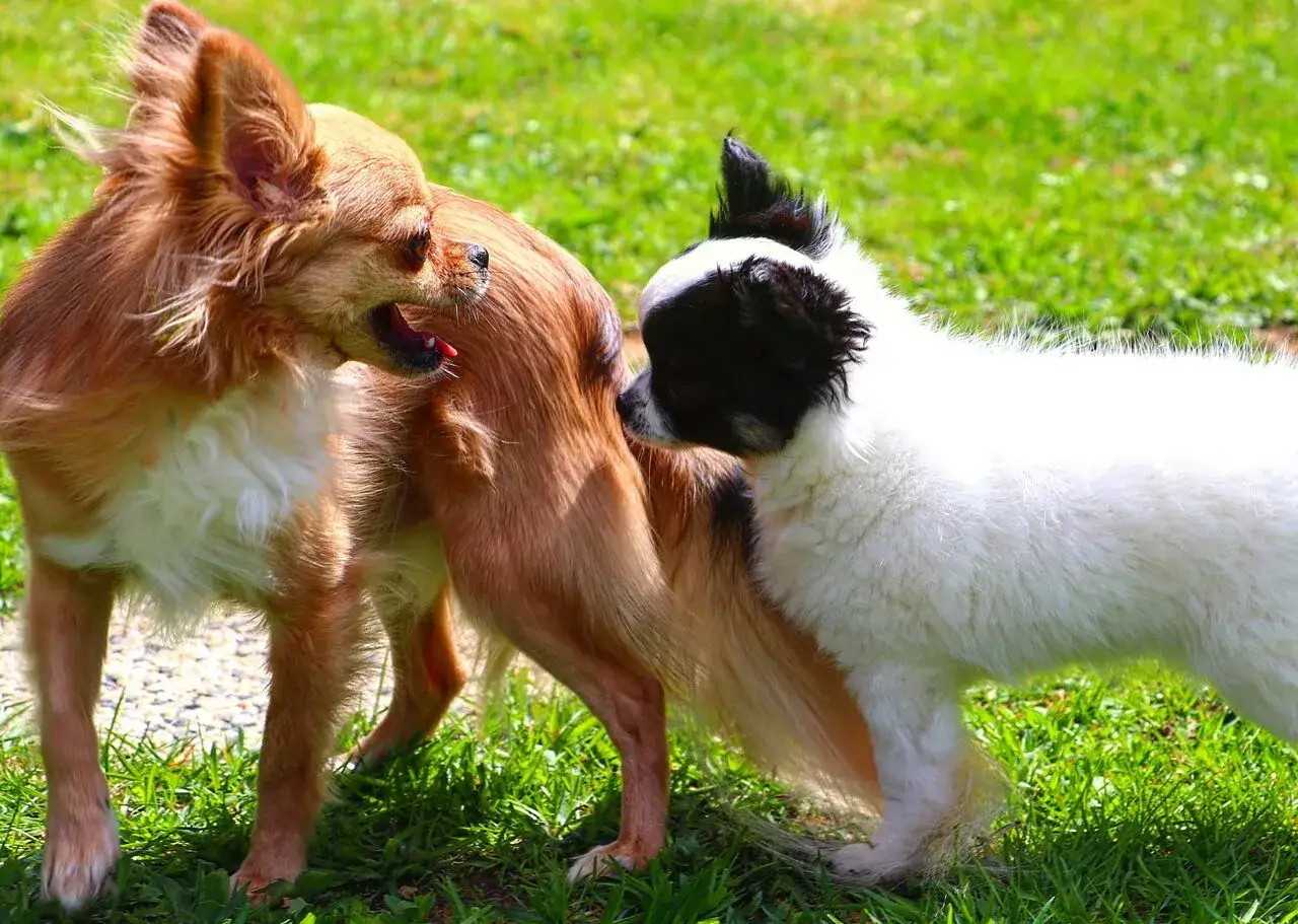 Mały piesek wącha koleżankę, która jest w trakcie cieczki. Ile trwa cieczka u psa? To pytanie nurtuje wielu właścicieli.