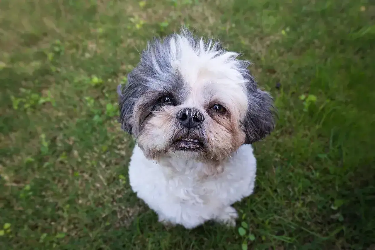 Shih tzu na trawie, wygląda jakby czekał na wskazówki, jak podać psu węgiel aktywny.