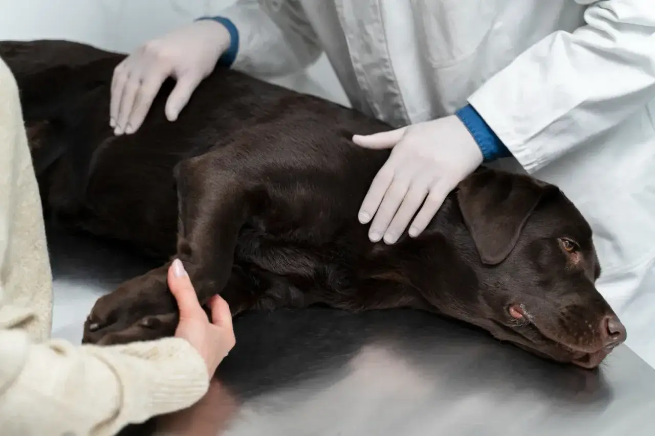 Weterynarz bada psa, który może mieć kłębuszkowe zapalenie nerek. Objawy mogą być subtelne, dlatego ważna jest szybka diagnoza.