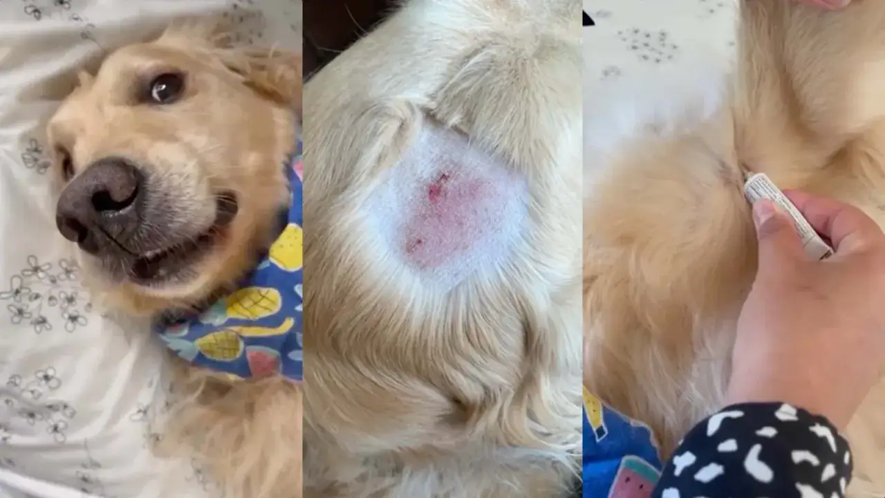 Złoty retriever z uśmiechem na twarzy, potem zbliżenie na zaczerwieniony hot spot u psa i aplikacja maści.