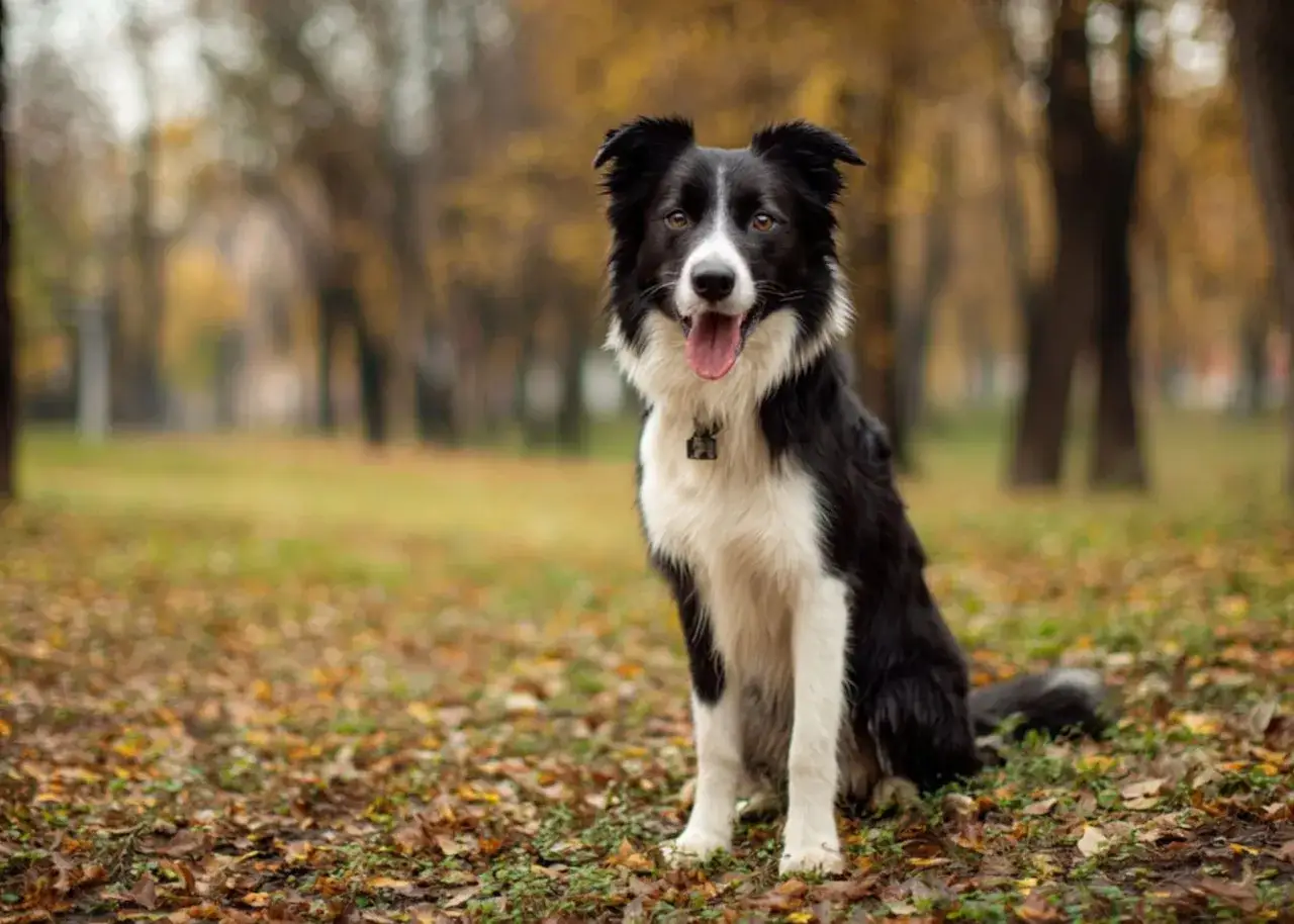 Piękny border collie, jedna z wielu odmian tej rasy, siedzi w jesiennym parku.