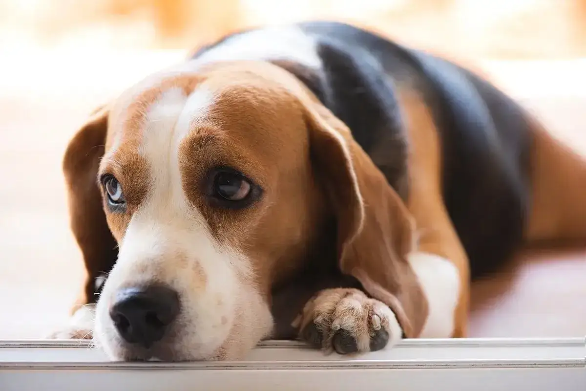 Smutny beagle leży, jego oczy wyrażają cierpienie. Może to objaw zapalenia trzustki u psa, które wymaga troski i leczenia.