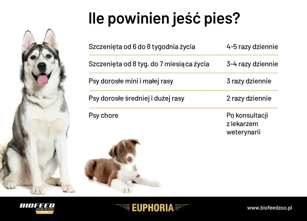 Tabela: ile powinien jeść szczeniak i dorosły pies. Podano dawkowanie dla szczeniąt w różnym wieku i psów dorosłych, a także dla psów chorych.