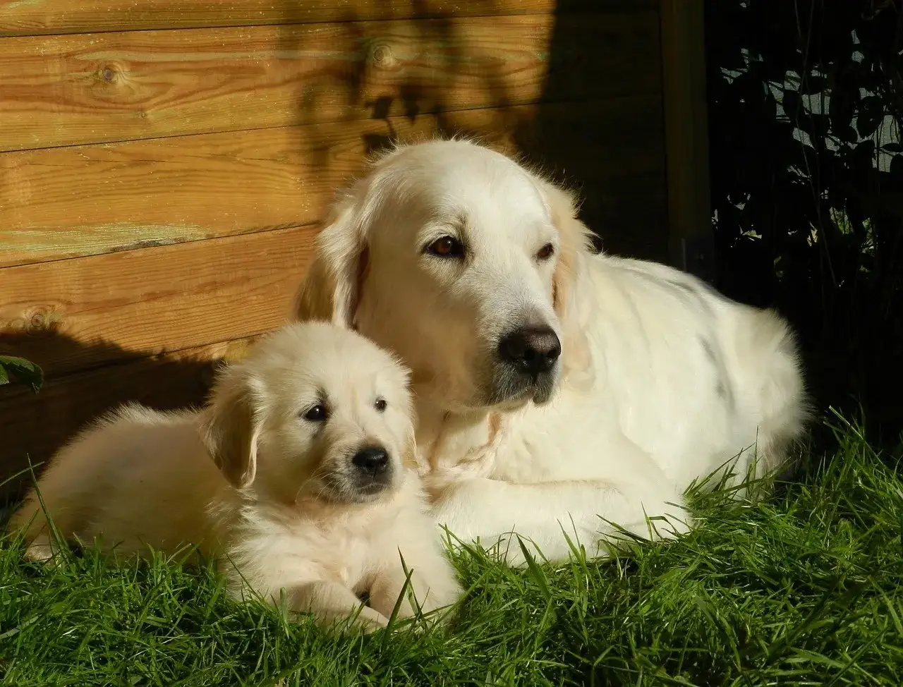 Słodka miniaturka golden retrievera leży obok swojej mamy na trawie.