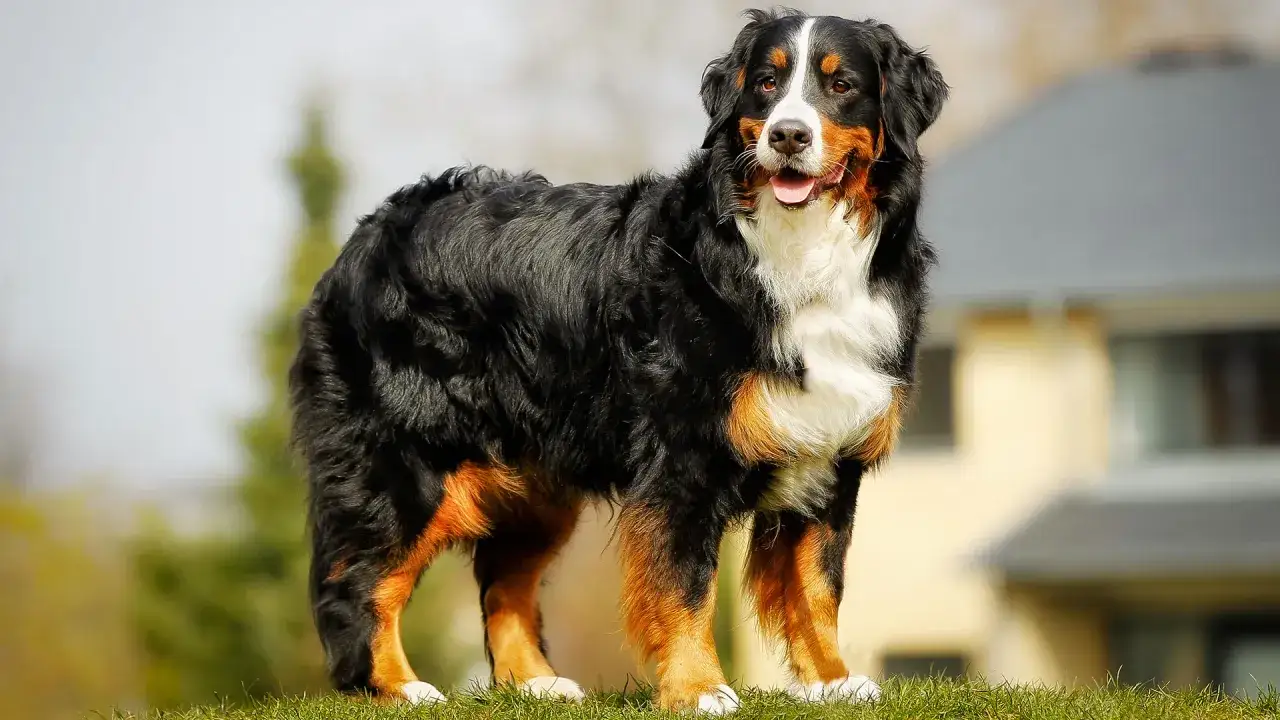 Bernese Mountain Dog, jeden z pięknych psów pasterskich rasy, dumnie prezentuje się na trawie.
