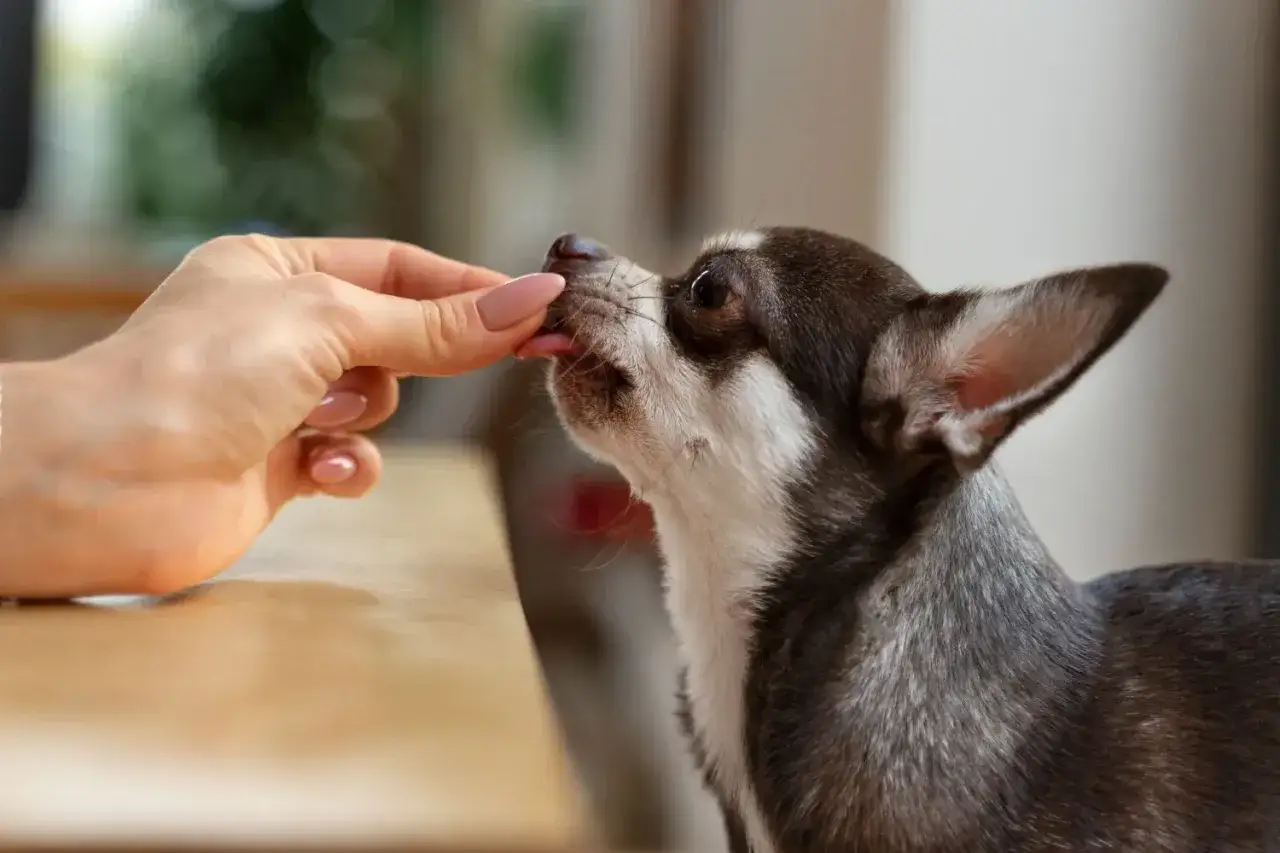 Chihuahua zjada lek przeciwzapalny i przeciwbólowy podany z ręki.