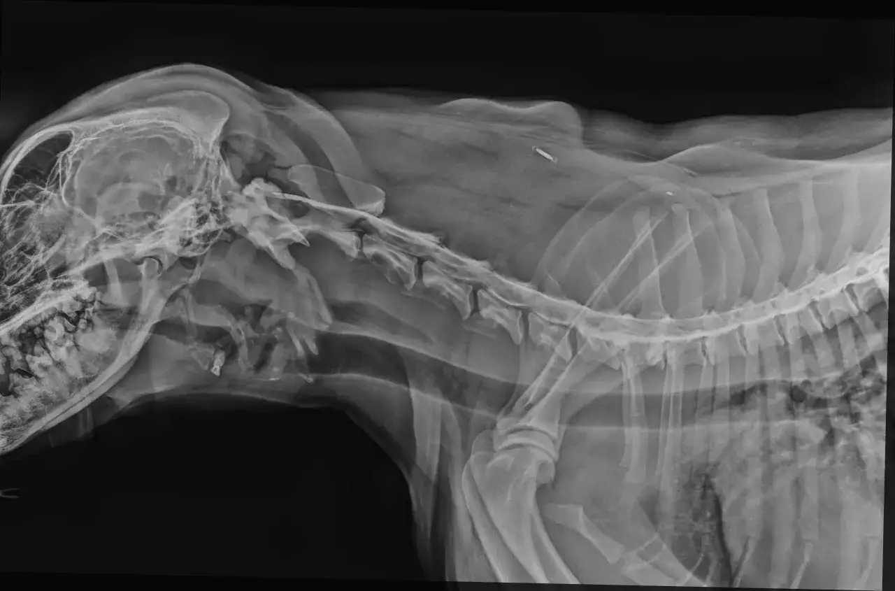 RTG psa z widocznymi zmianami zwyrodnieniowymi kręgosłupa, wskazującymi na spondylozę. Widoczny implant w okolicy grzbietu.