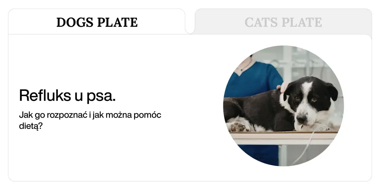Pies z podejrzeniem refluksu, weterynarz bada objawy. Jak rozpoznać refluks u psa i jak pomóc dietą?