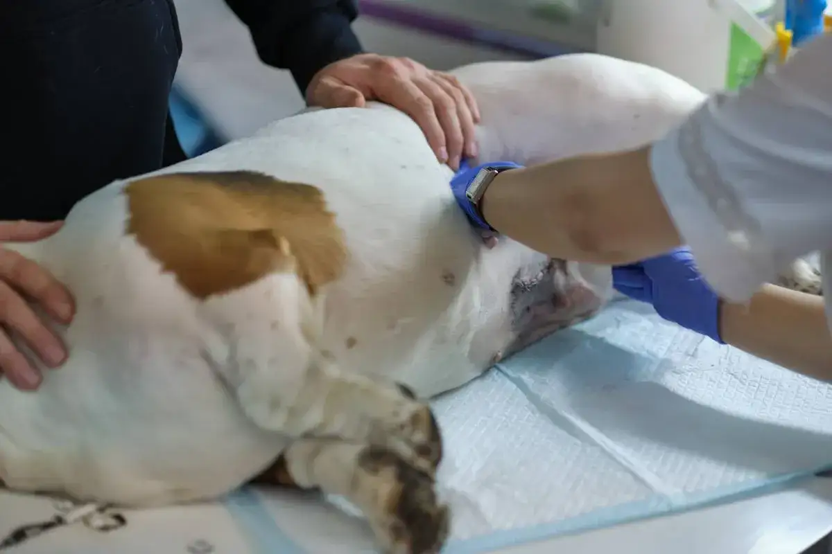 Suczka po sterylizacji leży na stole weterynaryjnym. Weterynarz w niebieskich rękawiczkach delikatnie dotyka jej brzucha, gdzie widoczne są szwy po zabiegu.