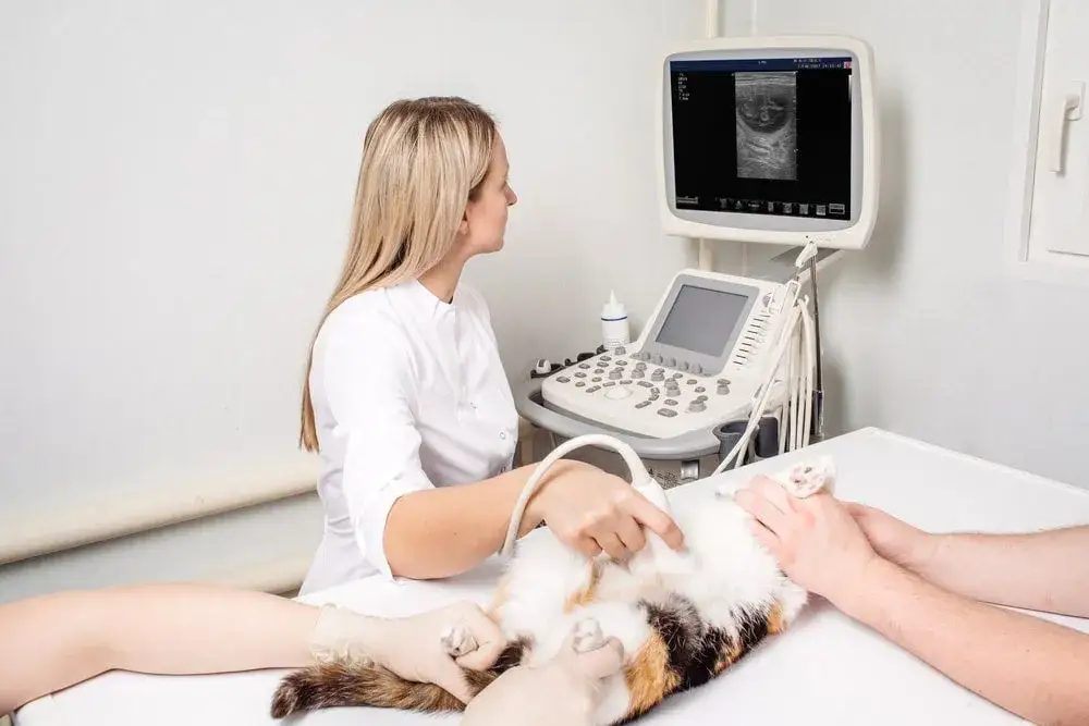 Zdjęcie Ile sutków ma kotka? Zaskakujące fakty o anatomii kotów