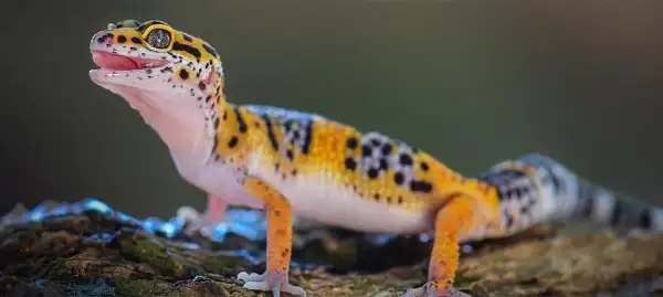Kolorowy gekon lamparci, znany też jako co je gekon, z otwartym pyszczkiem i wyrazistymi oczami, siedzi na pniu drzewa.