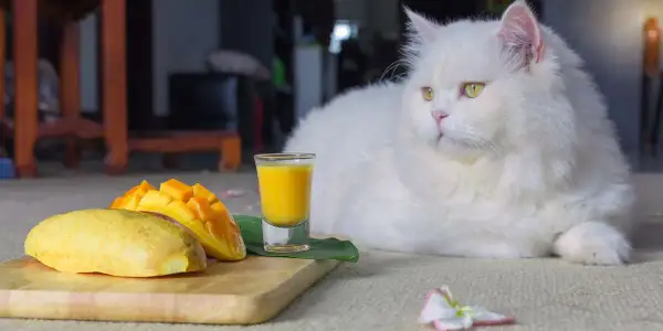 Czy koty mogą jeść mango i co powinieneś wiedzieć o ich diecie?