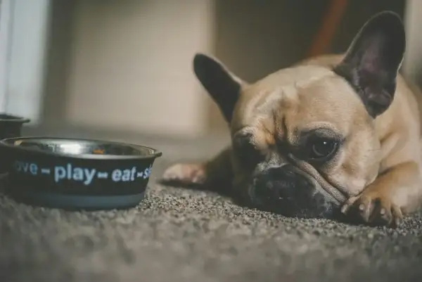Smutny buldog francuski leży obok miski z napisem "love-play-eat". Może potrzebuje stoperan dla psa, bo jest mu niedobrze?