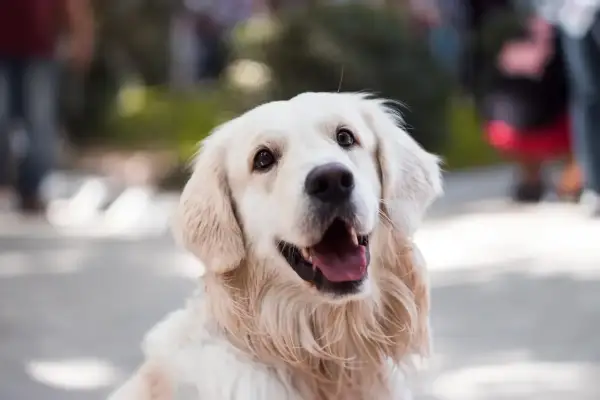 Uśmiechnięty golden retriever, który mógłby być w stanie wstrząsu anafilaktycznego u psa, gdyby nie był tak radosny.