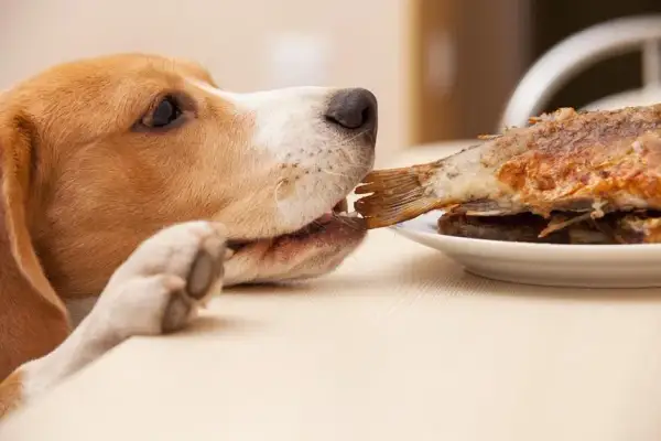 Czy pies może jeść ryby i co powinieneś wiedzieć o ich diecie?