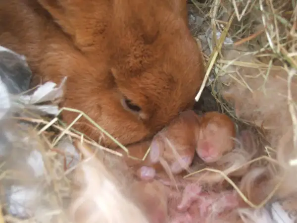 Matka królik czuwa nad swoimi noworodkami. Ciąża u królika trwa ok. 30 dni, a te maluchy są dowodem na to, jak szybko przychodzi na świat nowe życie.