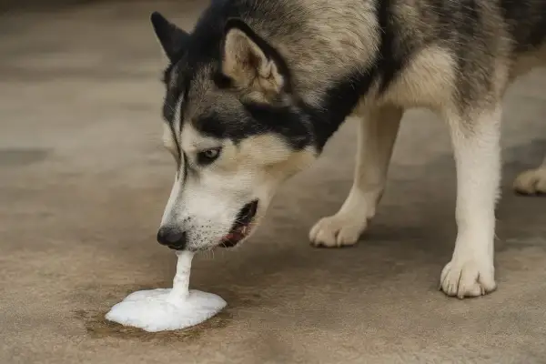 Siberian Husky wymiotuje pianę na ziemi.
