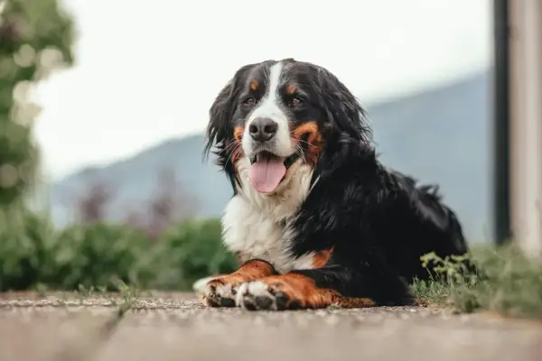 Bernese Mountain Dog leży na ziemi, dysząc. Zastanawiasz się nad podaniem mu cbd dla psa skutki uboczne?